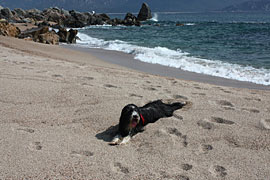 Strand-Porto-Pollo-Seehund-Gloria