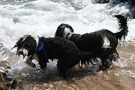 sika-small/Strand-Porto-Pollo